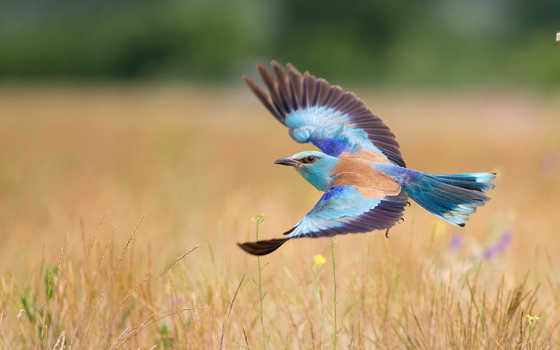 校园体育文化对学生心理素质影响研究,良好的校园体育文化对促进学生的发展