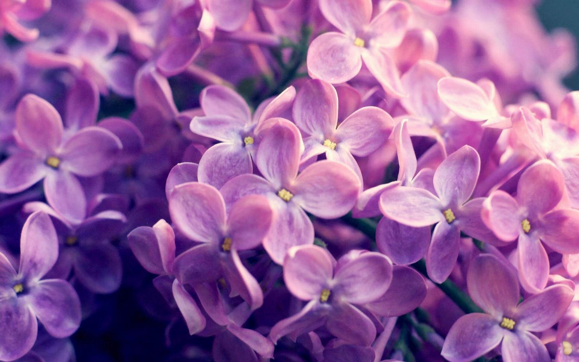 青少年体育社交平台用户行为特征及体验优化研究，青少年体育市场