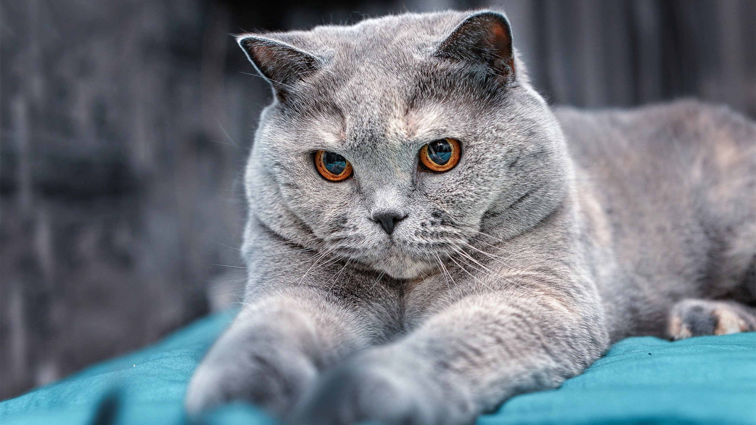 三年对比:中美女子200蝶成绩走势图,中国女子两百米蝶泳