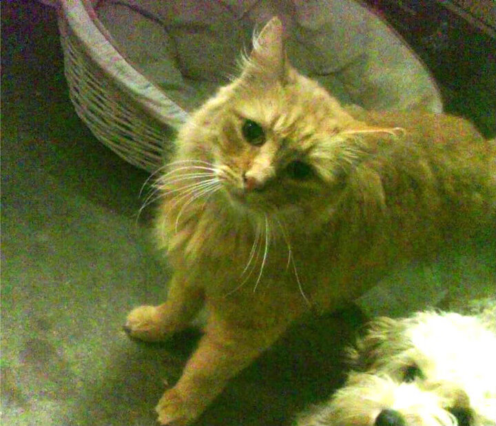 中国男篮提升运球突破稳定性应对夹击，中国男篮训练