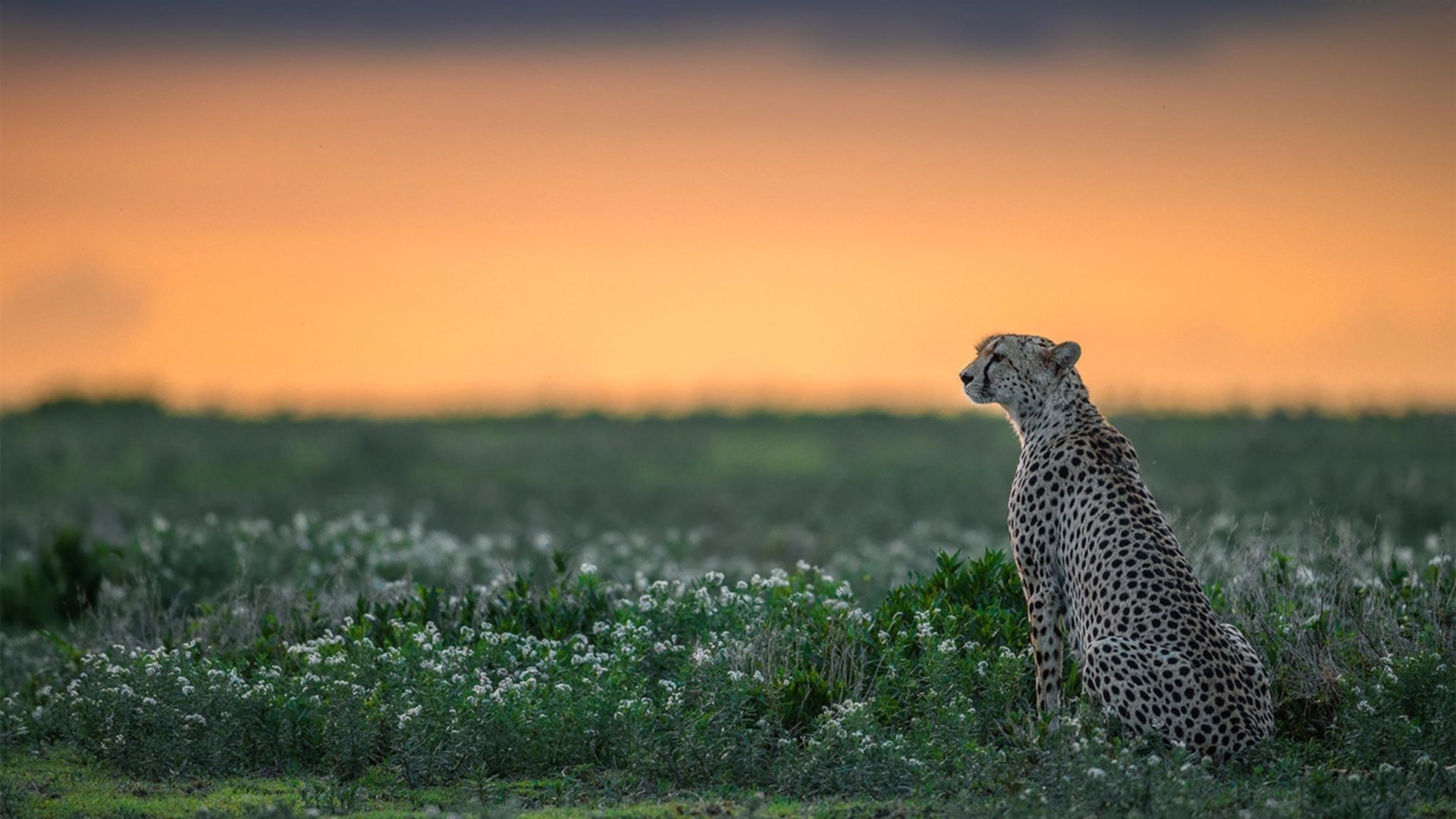 五大联赛对阵强敌比赛中的临场心态变化趋势，五大联赛强弱