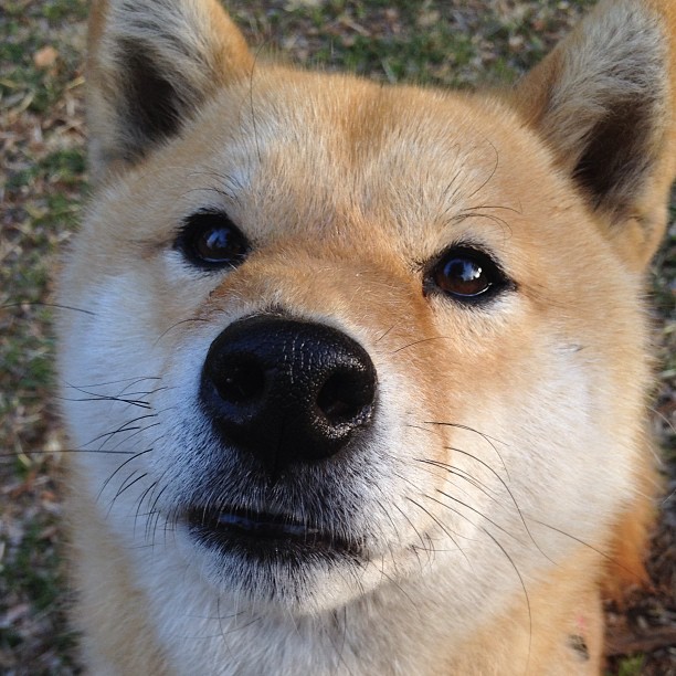 国家队助教团队是否有足够战术指导权，球队助教有几种